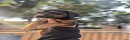Mixed Breed dogs for sale: Doberman x lurcher puppies - Advert 24