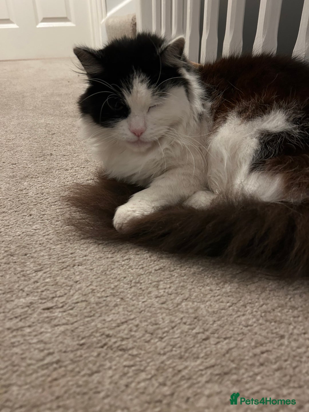 Domestic Shorthair cats for sale: Brothers for re homing  - Advert 4