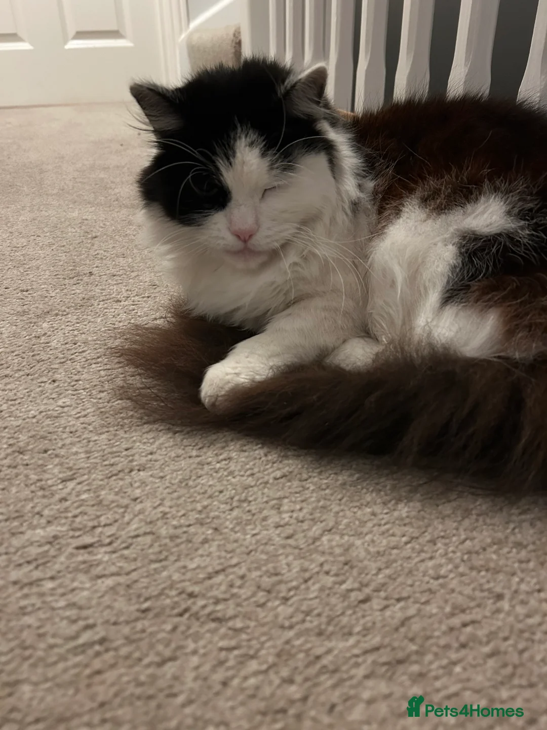 Domestic Shorthair cats for sale: Brothers for re homing  - Advert 4