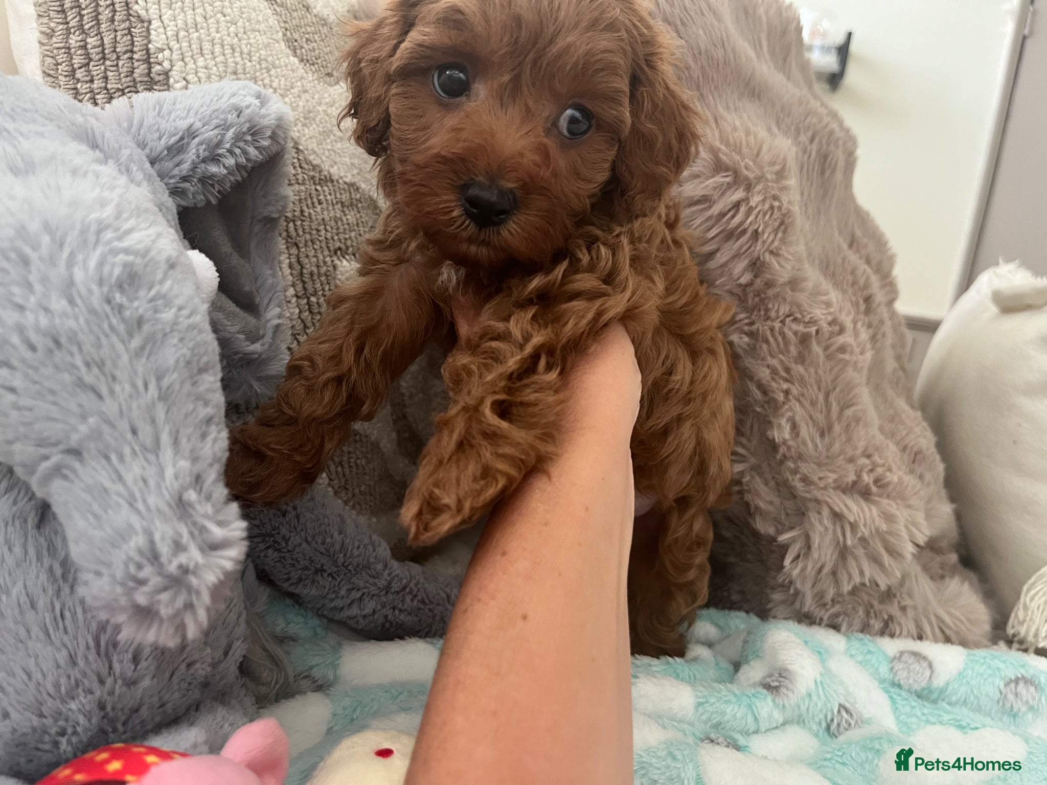 Cavapoo dogs small type toy F1B cavapoo puppies available  - Advert 1