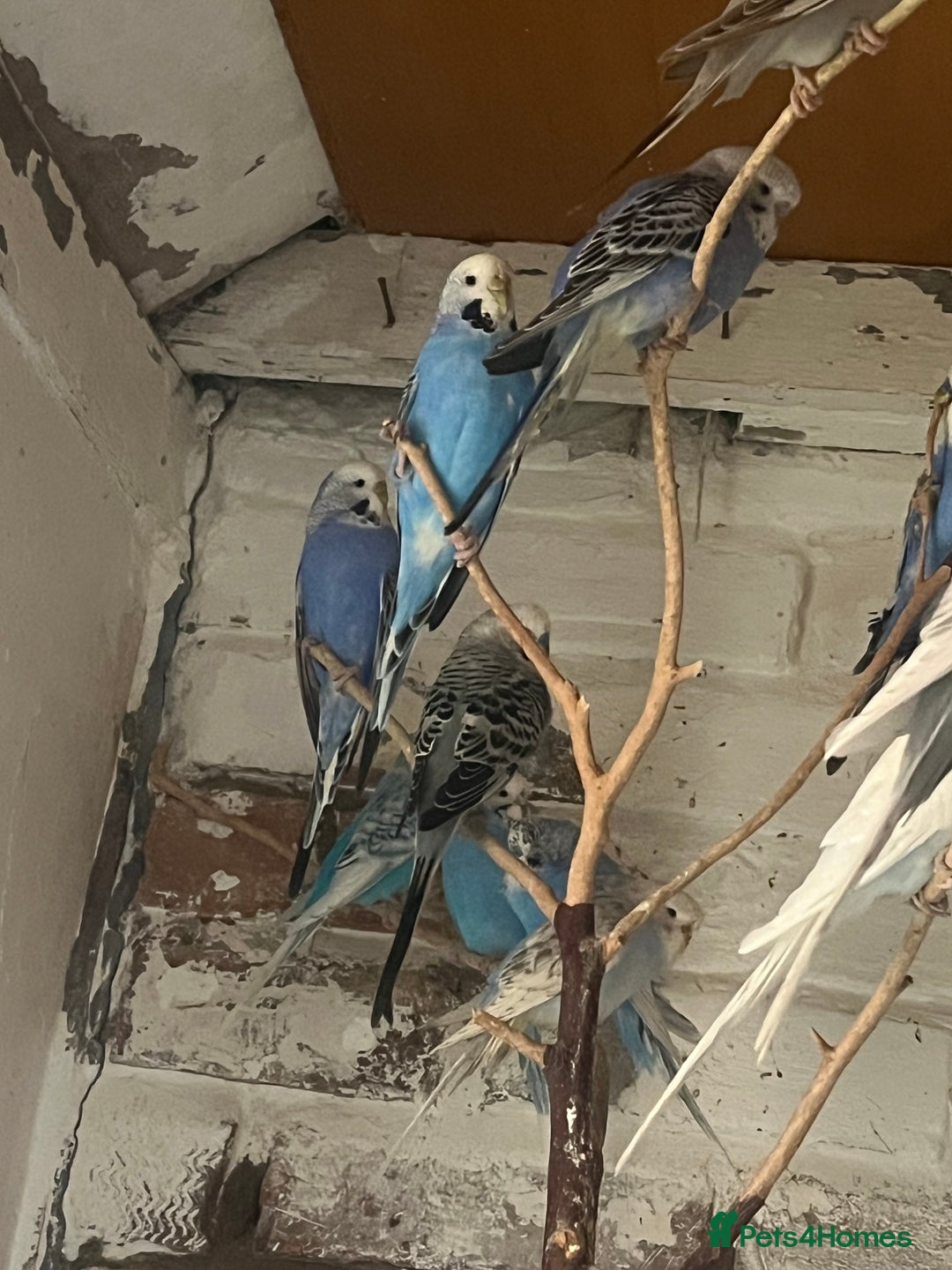 Mixed Breed birds for sale: Budgies for sale - Advert 5