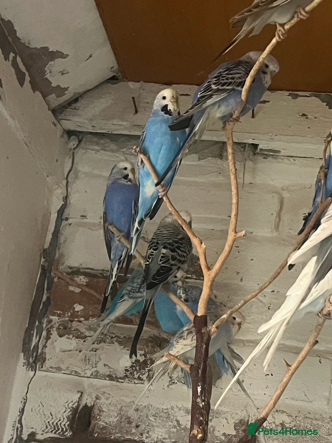 Mixed Breed birds for sale: Budgies for sale - Advert 5