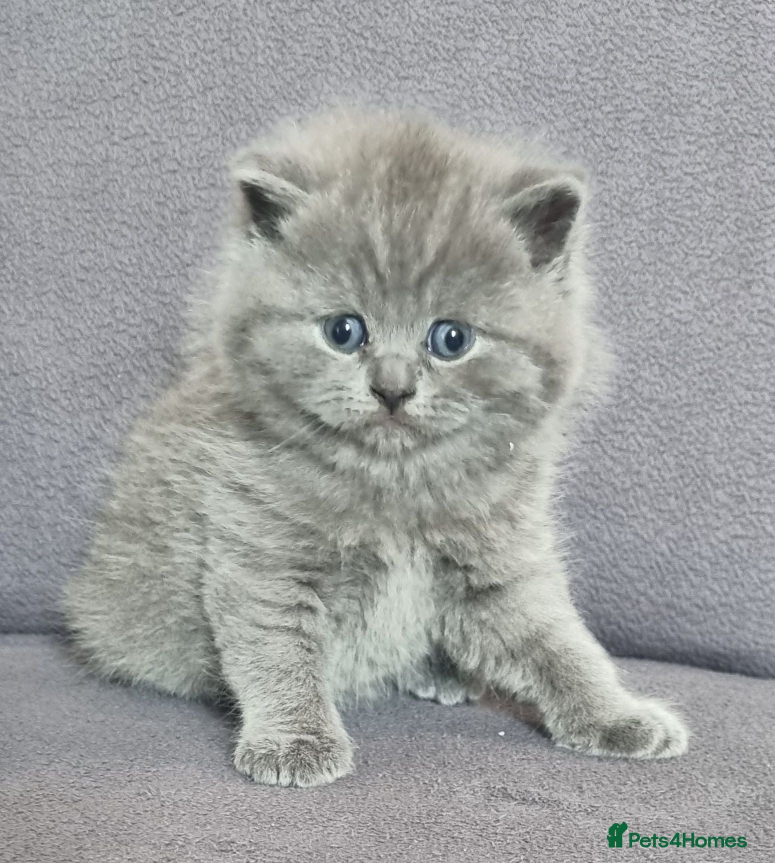 British Shorthair cats British shorthair kittens - Advert 2