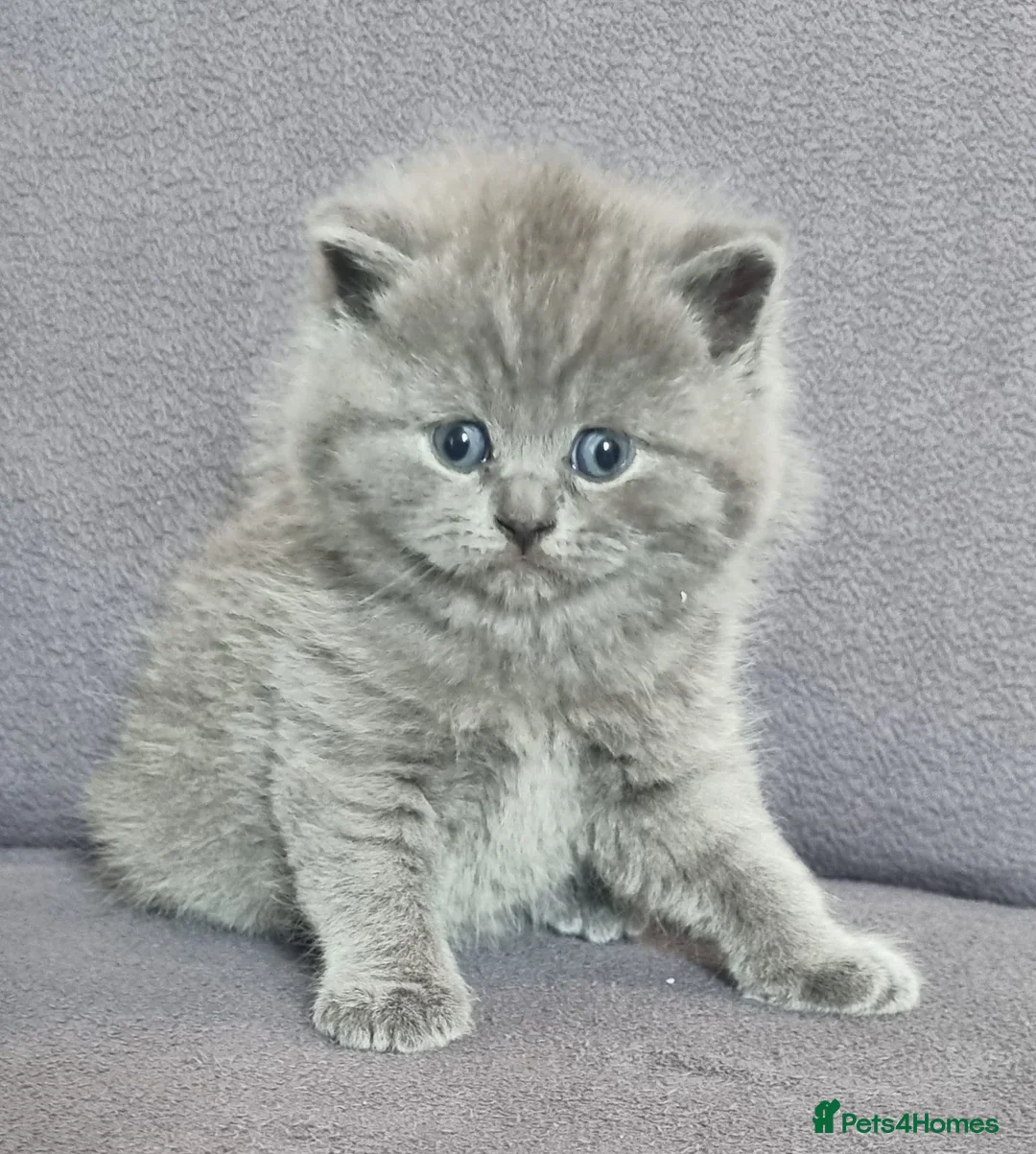 British Shorthair cats for sale: British shorthair kittens - Advert 2