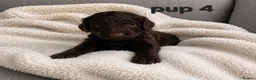 Cockapoo dogs for sale: Rare F1 cockapoo pups with mix blue eyes colour - Advert 11