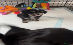 Mixed Breed dogs for sale: Tini Malchi puppies  - Image 36