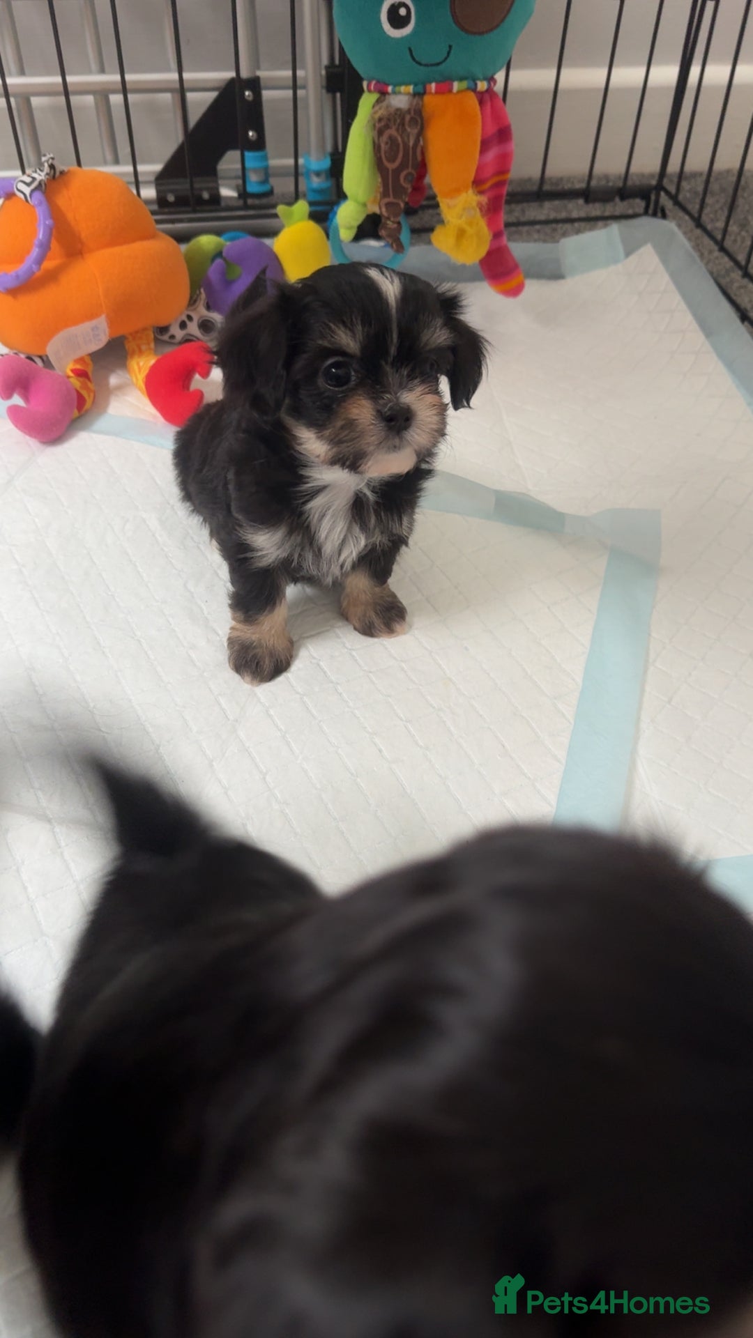 Mixed Breed dogs for sale: Tini Malchi puppies  - Image 36