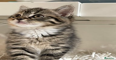 Mixed Breed cats - Advert 16