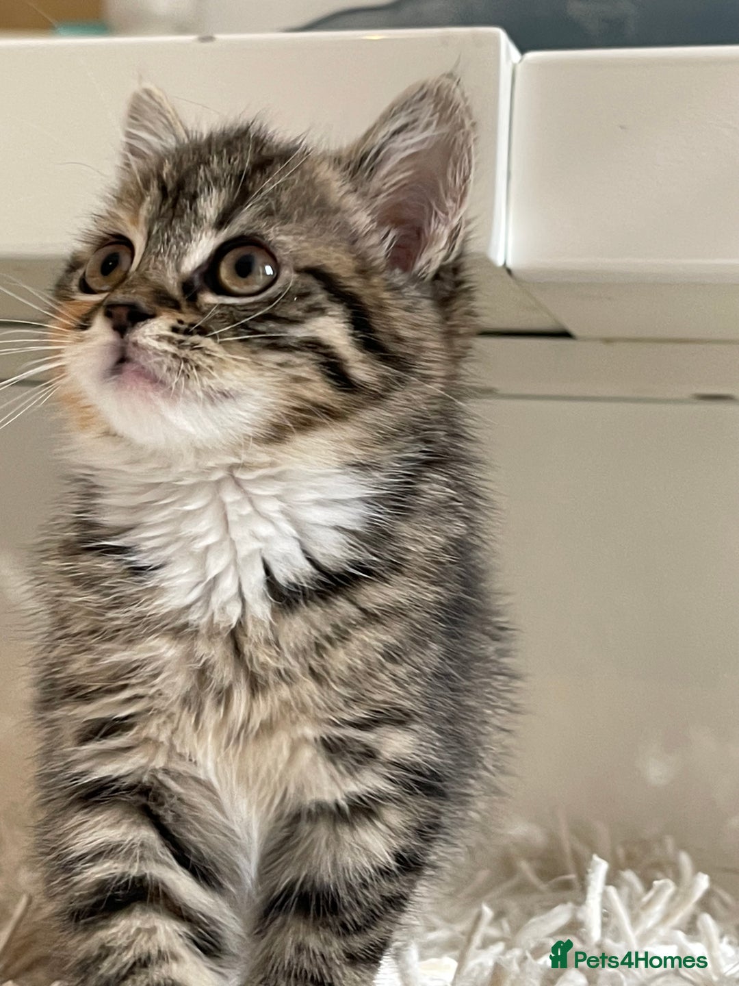 Mixed Breed cats for sale: Adorable Longhair Kittens-ready for a new home - Image 1