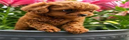 Toy Poodle dogs for sale: Stunning Asian Toy Poodle Puppies – Ready Now 🐾 - Advert 13