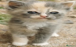Siberian cats for sale: Registered, Unique Siberian kittens  - Image 10