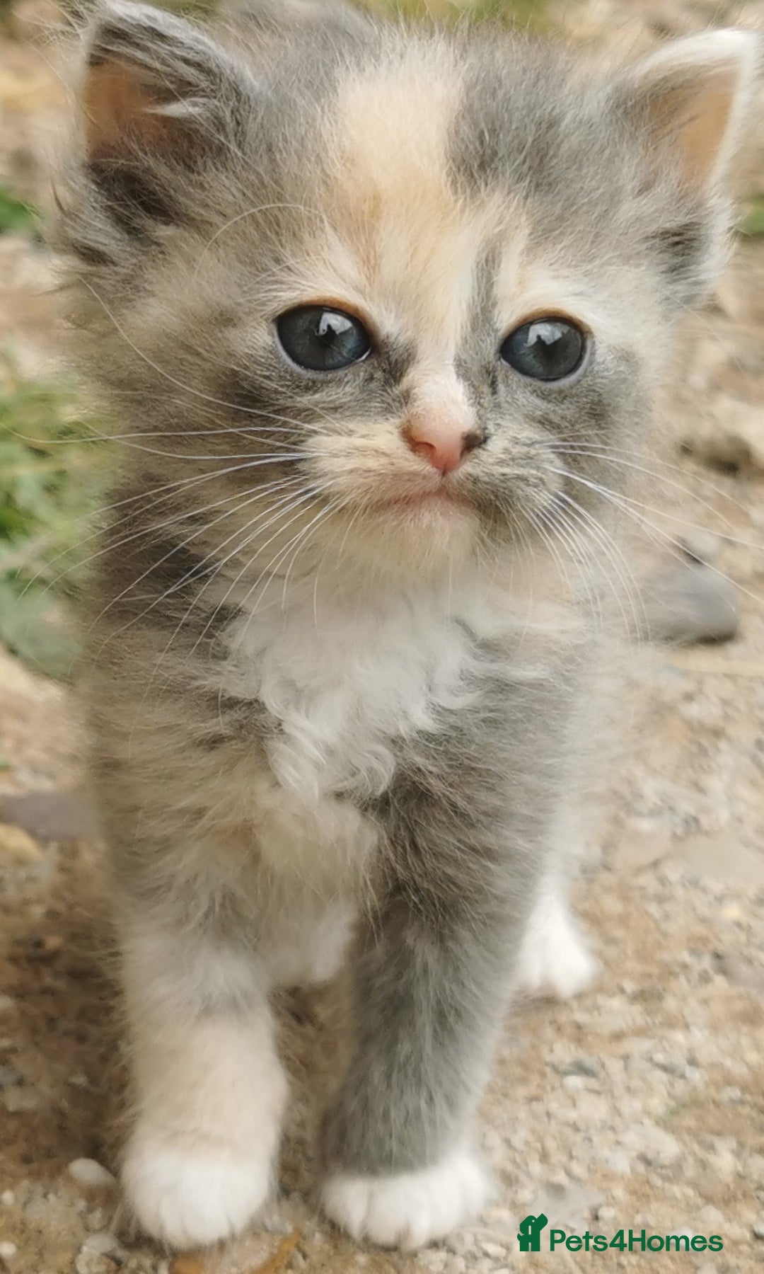 Siberian cats for sale: Registered, Unique Siberian kittens  - Image 10