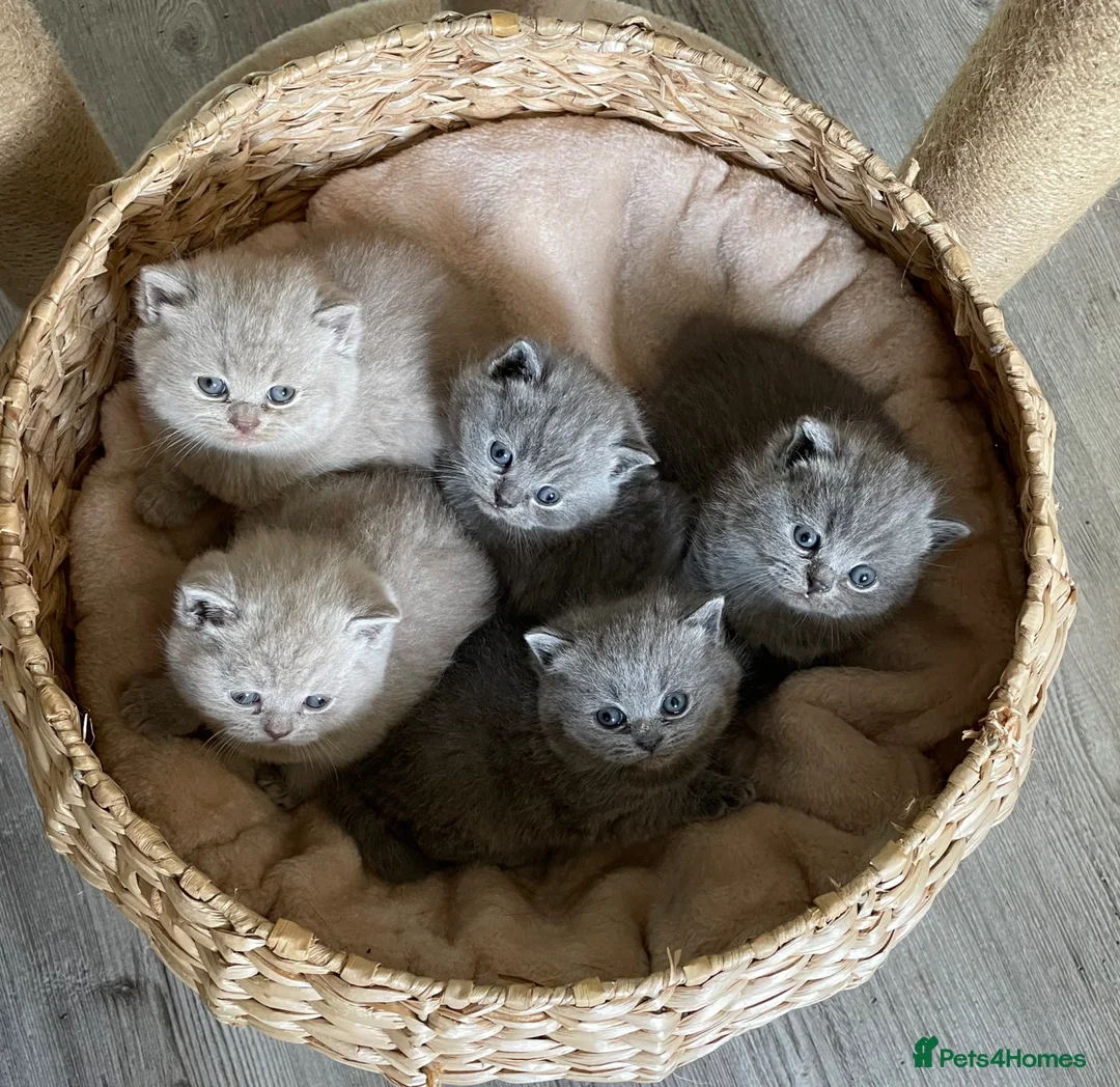British Shorthair cats for sale: Adorable pedigree  Bsh babies - Advert 2