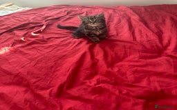 Mixed Breed cats for sale: 4 beautiful kitten - Image 11