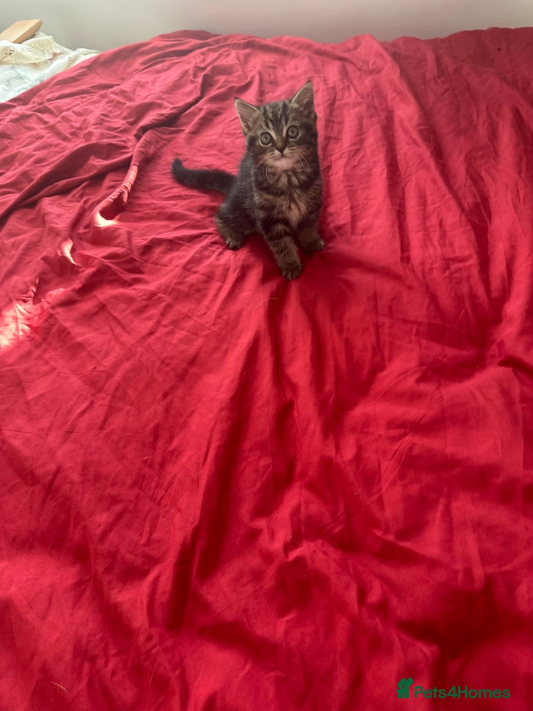 Mixed Breed cats for sale: 4 beautiful kitten - Image 11