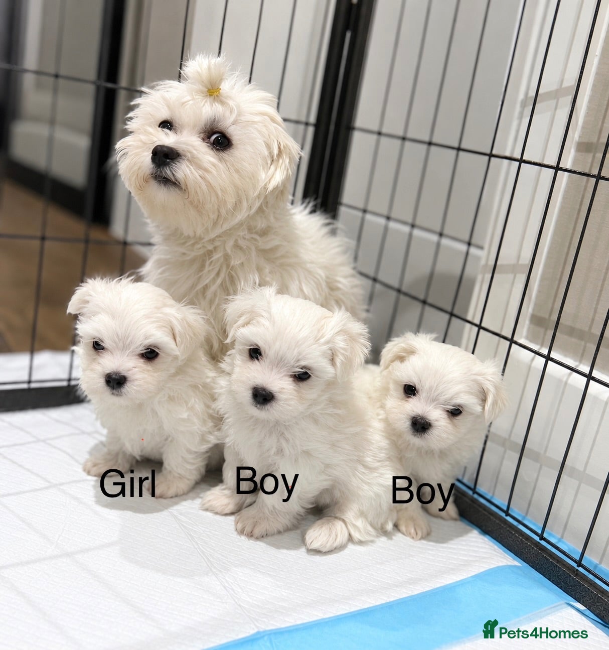 Maltese dogs  Beautiful Korean Maltese Puppies KC Registered - Advert 12