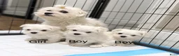 Maltese dogs for sale:  Beautiful Korean Maltese Puppies KC Registered in Rainham - Advert 1