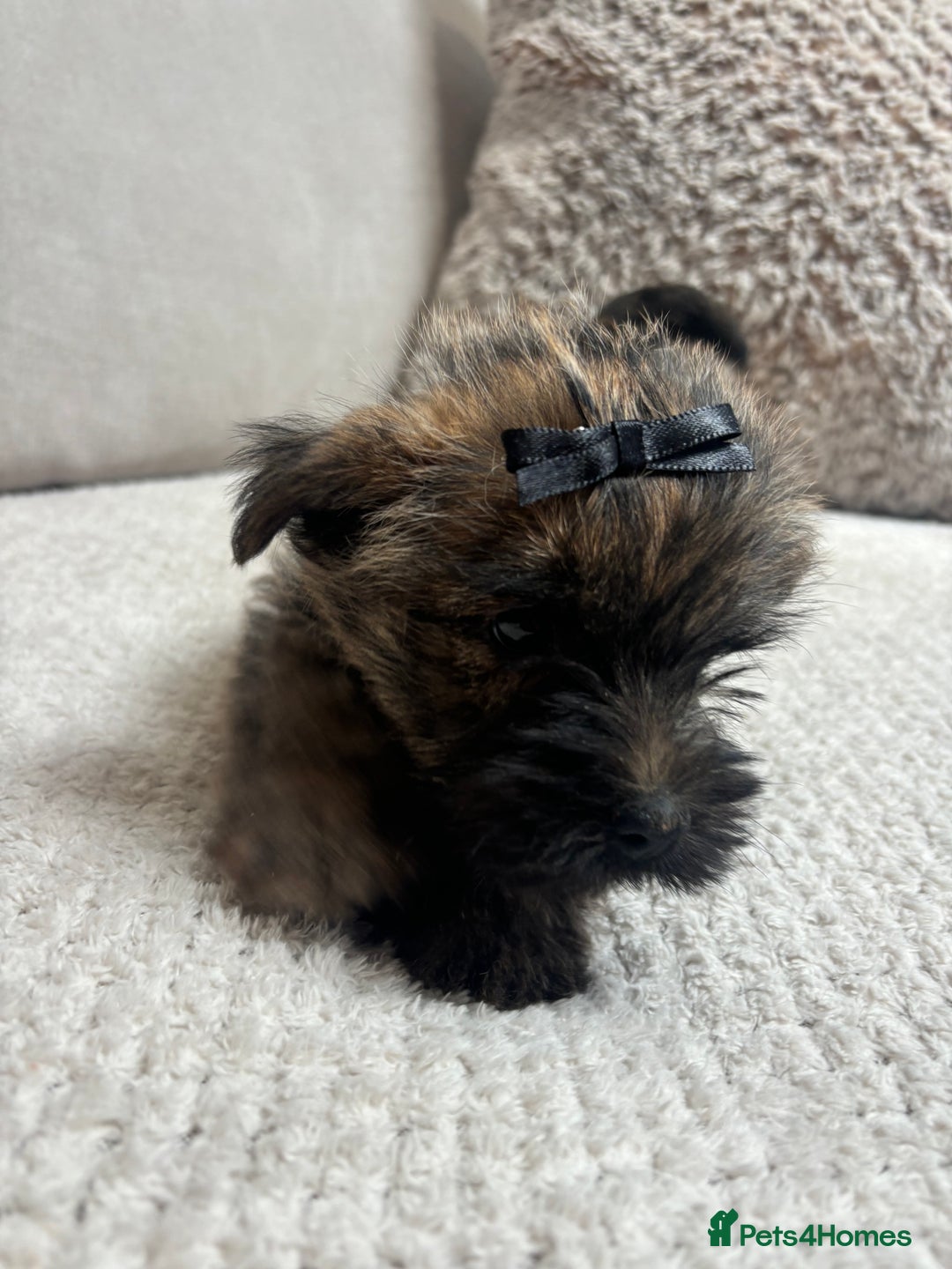 Cairn Terrier dogs for sale: Cairn terrier puppies  - Image 8