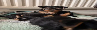 Yorkshire Terrier Puppy 3