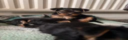 Yorkshire Terrier dogs for sale: Adorable yorkshire terrier puppies in Boston - Advert 7
