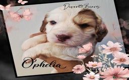 Cockapoo dogs for sale: 5*licenced, stunning F1 English Cockapoo puppies - Image 23