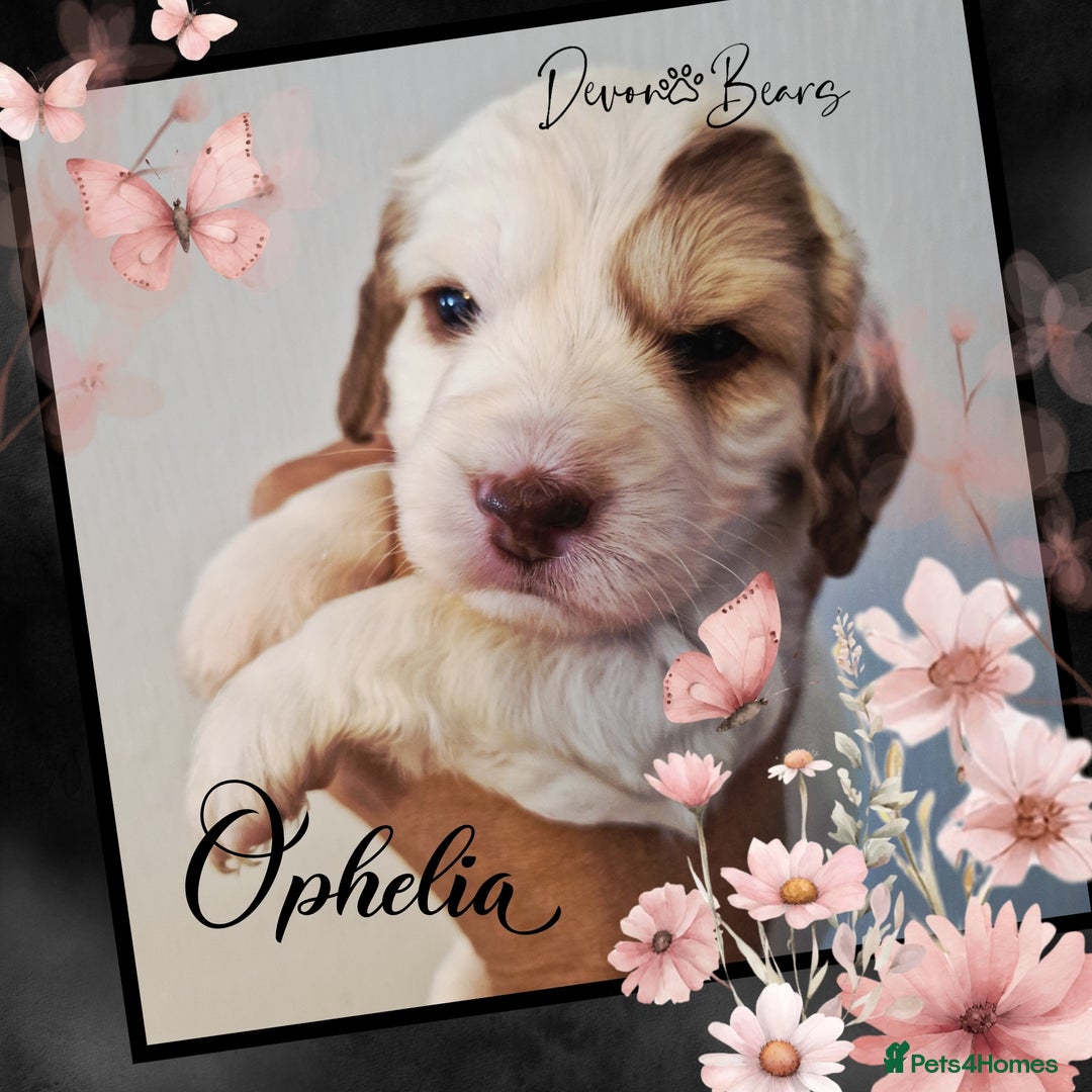 Cockapoo dogs for sale: 5*licenced, stunning F1 English Cockapoo puppies - Image 23