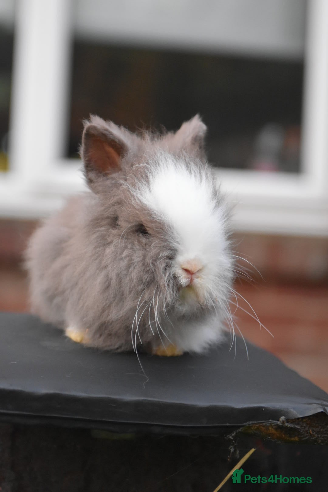 Mixed Breed rabbits for sale: Baby Lionheads Looking For Homes  - Image 8