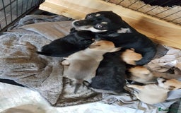Chihuahua dogs for sale: Gorgeous Chihuahua puppies, ready now. - Image 17