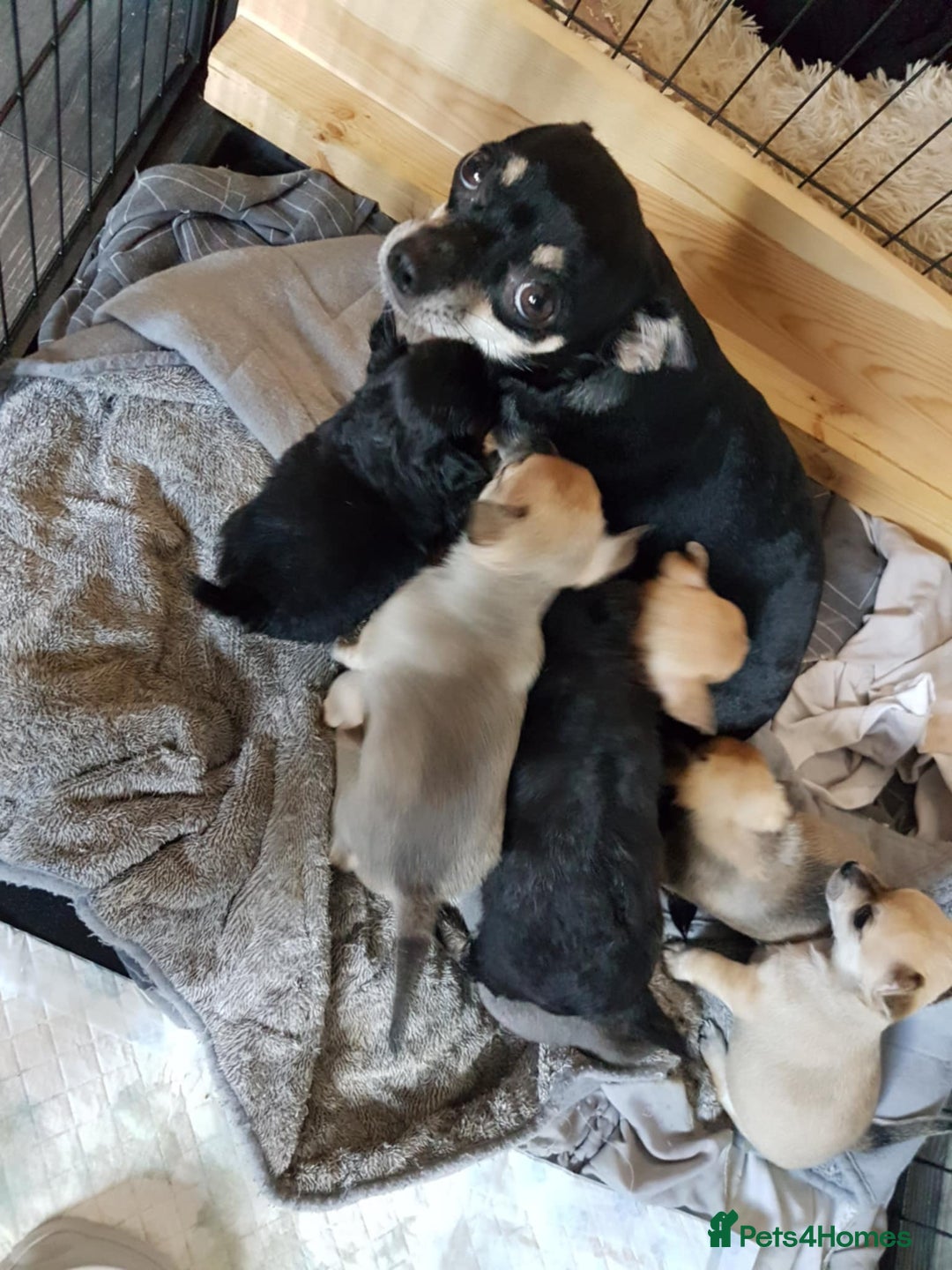 Chihuahua dogs for sale: Gorgeous Chihuahua puppies, ready now. - Image 17