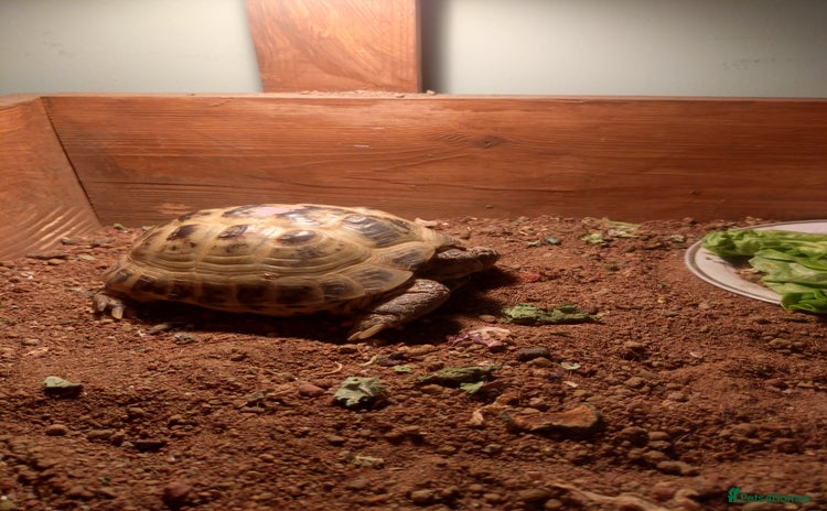 Hermann Tortoise reptiles - Advert 1