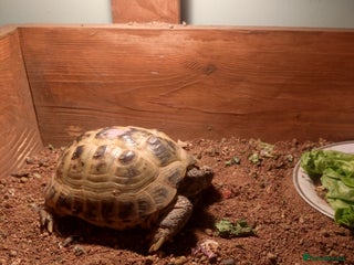 Hermann Tortoise reptiles - Advert 7