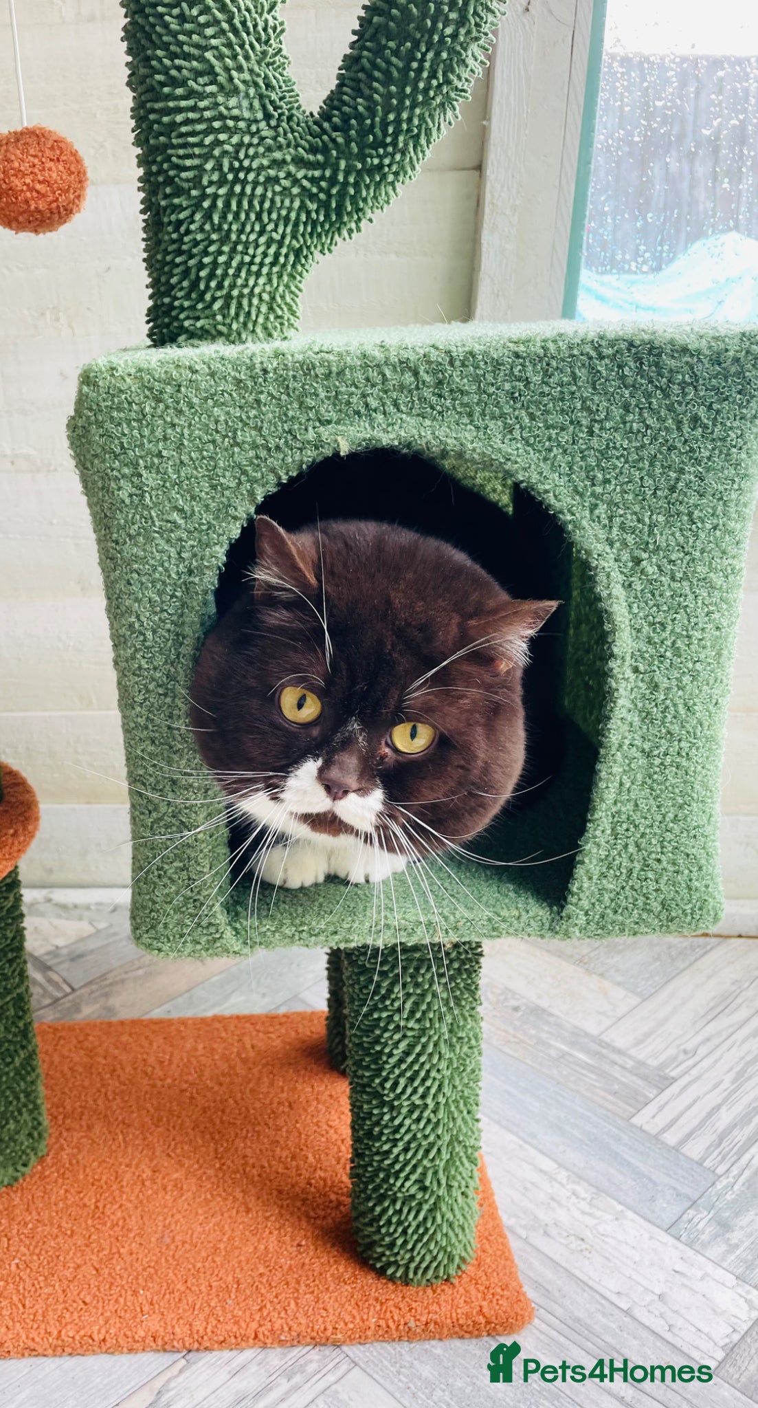 British Shorthair cats GCCF STUD FOR SALE ( URGENT)  - Advert 2