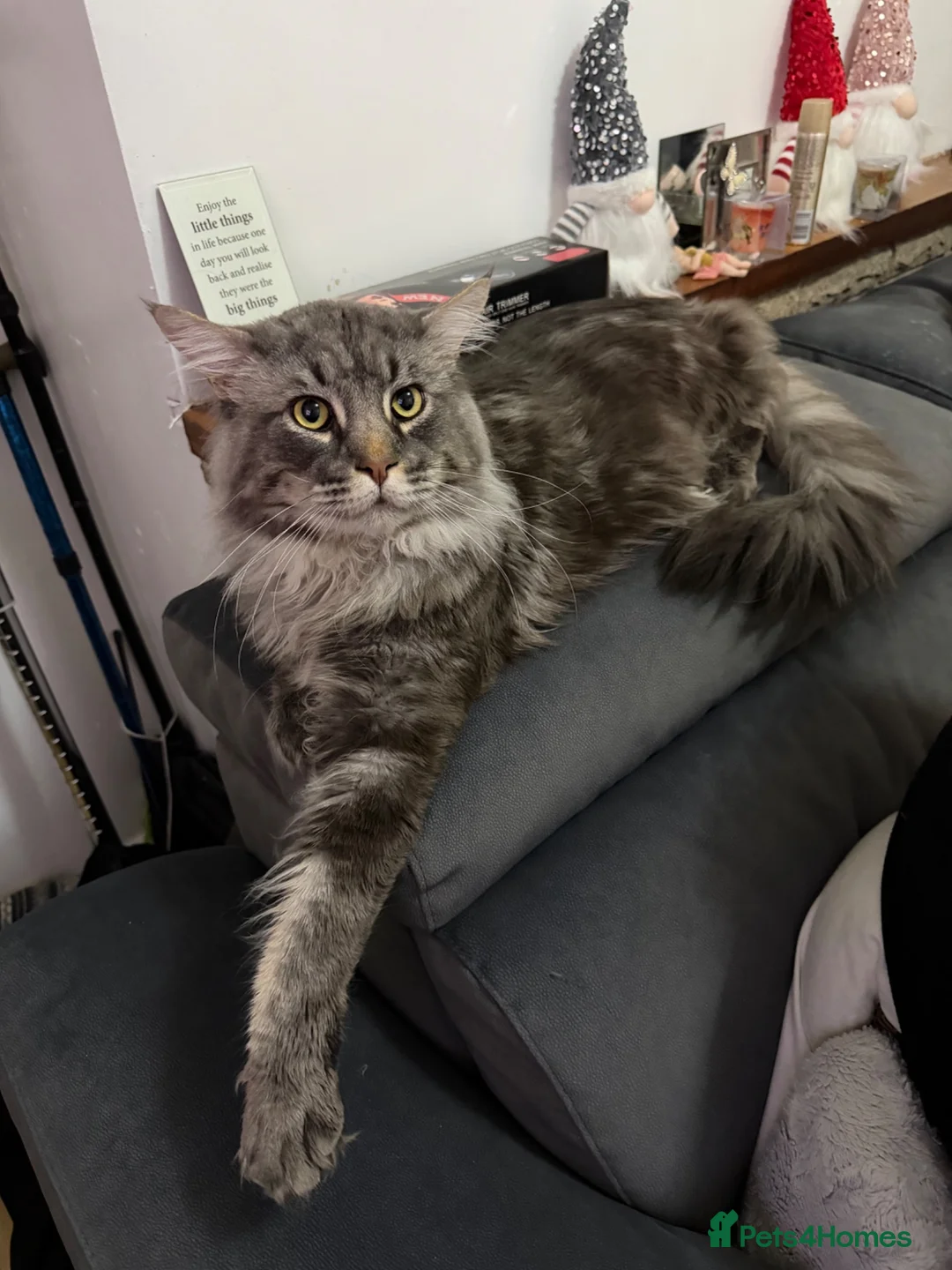Maine Coon cats for sale: Beautiful Silver MaineCoon- ** ’s Day Boy in Dudley - Advert 8