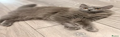 British Longhair 3