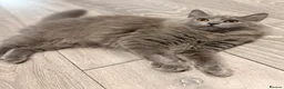 British Longhair cats for sale: British longhair kittens  - Advert 10
