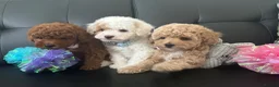Maltipoo dogs for sale: 🐶 3 Gorgeous Toy Maltipoo Puppies For Sale 🐶 - Advert 26