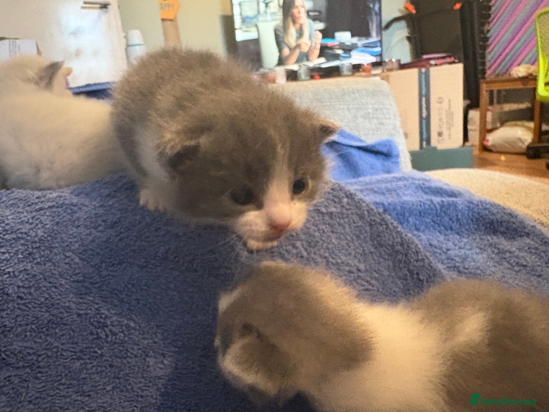 Ragdoll cats for sale: 🐾 Adorable Ragdoll x Maine Coon Kittens 🐾 - Image 11