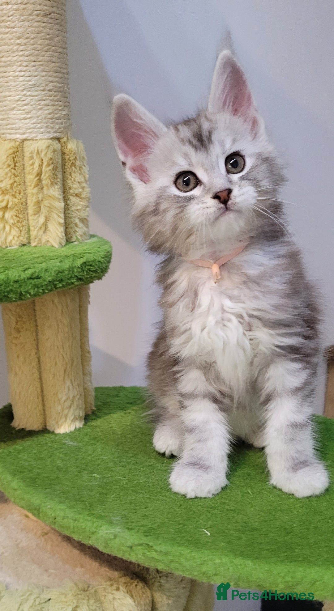 Maine Coon cats for sale: Tica registered Maine coon kittens  - Advert 21