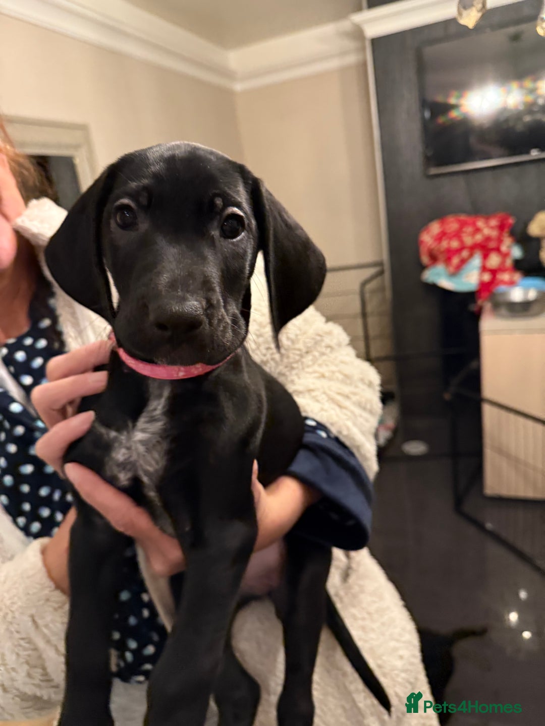 Mixed Breed dogs for sale: Well reared Quality puppies - Advert 15