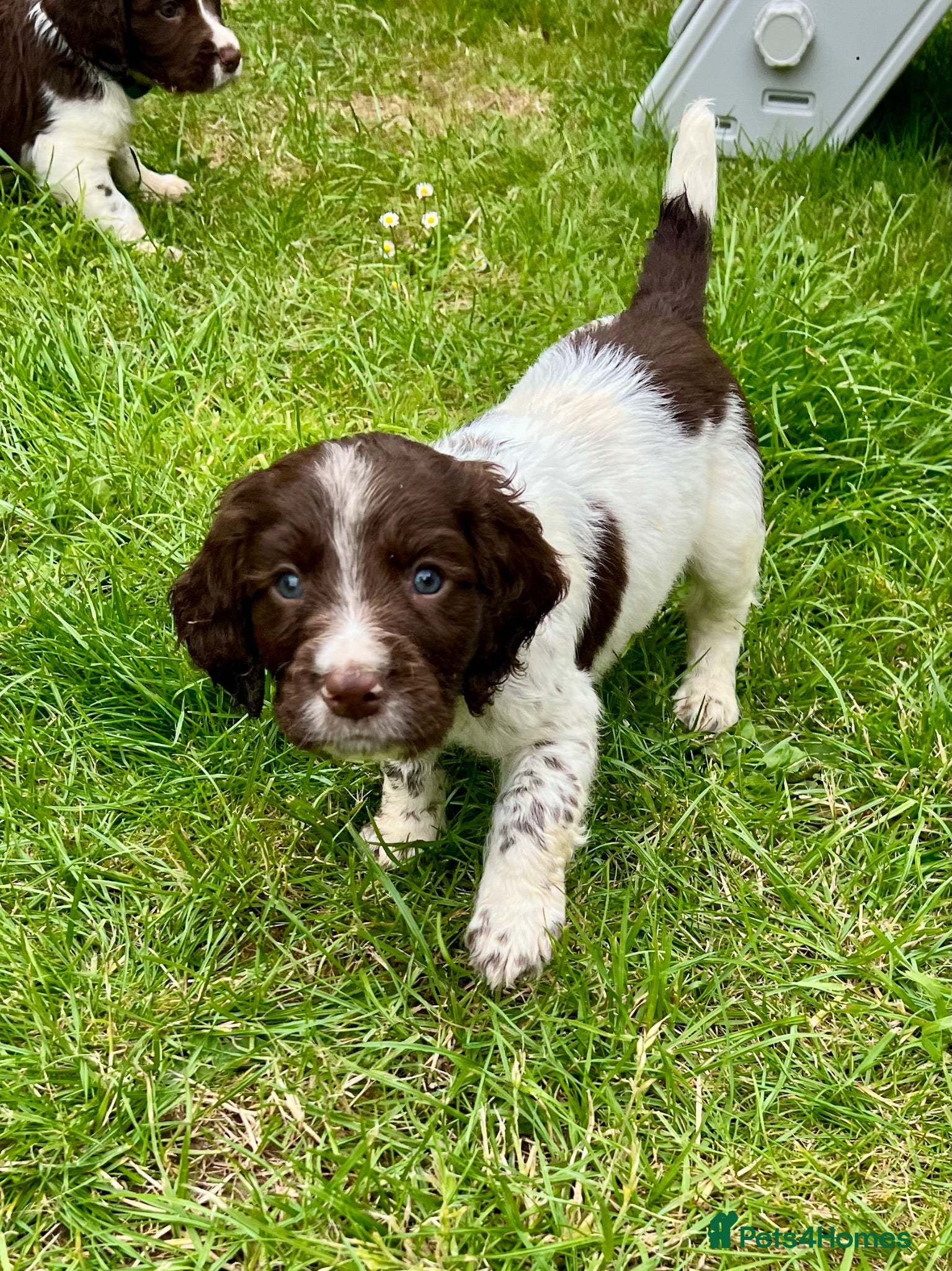 Sprocker dogs Working Sprocker Puppy - Advert 4
