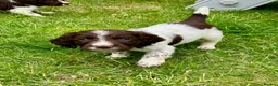 Sprocker dogs for sale: Working Sprocker Puppy - Advert 1
