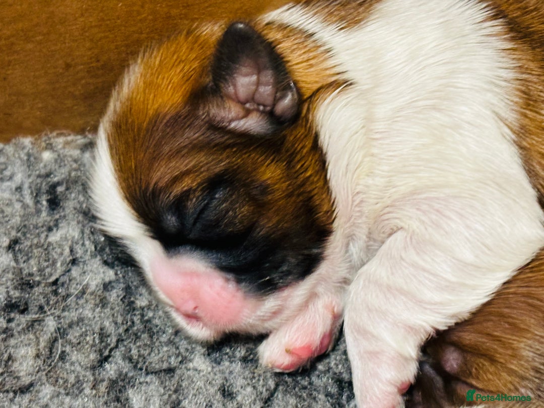 Shetland Sheepdog dogs for sale: Pretty sable Shetland sheepdog girl puppy  - Image 4