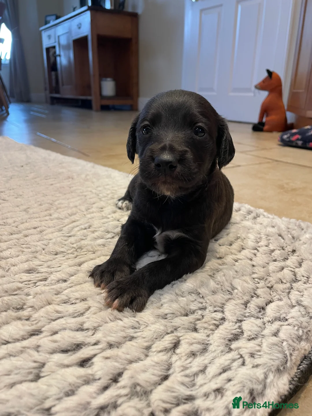 Mixed Breed dogs for sale: Bedlington Whippet Pups  - Advert 4