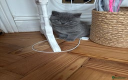 British Shorthair cats for sale: British Shorthair Kittens For Sale - Advert 24