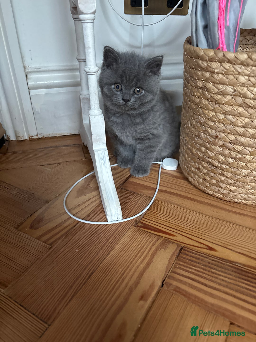 British Shorthair cats for sale: British Shorthair Kittens For Sale - Advert 24