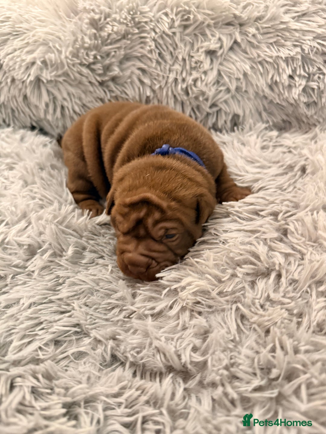 Mixed Breed dogs for sale: Gawjuss Bullpei Puppies 🐶 - Advert 15