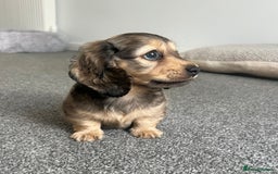 Miniature Dachshund dogs for sale: SHADED CREAM KC REG. PRA CLEAR HEALTH TESTED - Image 1