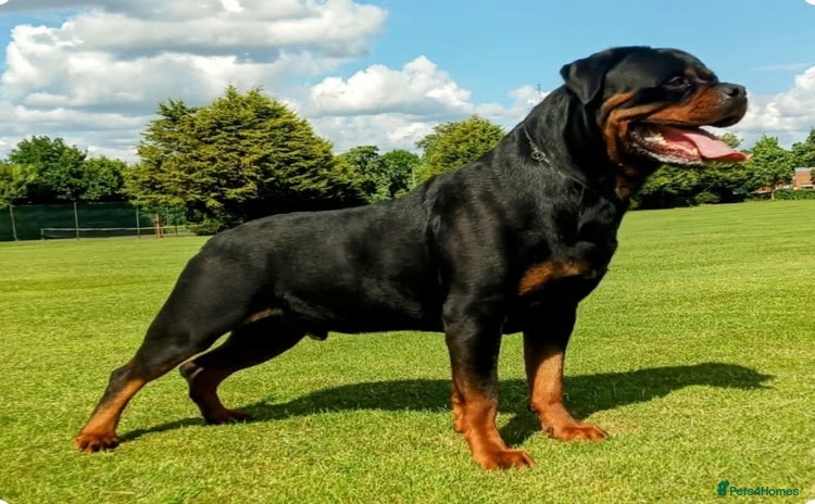Rottweiler dogs for stud in Chessington - Advert 1