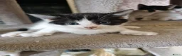 Mixed Breed cats for sale: Beautuful Kittens waiting for their furever homes - Advert 9