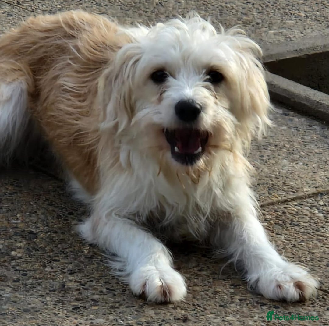 Mixed Breed dogs for adoption: 🌼 Meet Chrissy 🌼 A gentle soul for a Loving Home - Advert 5